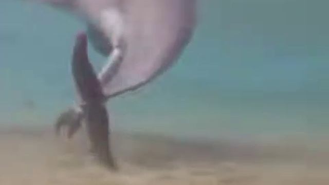 Как рождается дельфин смотреть онлайн
