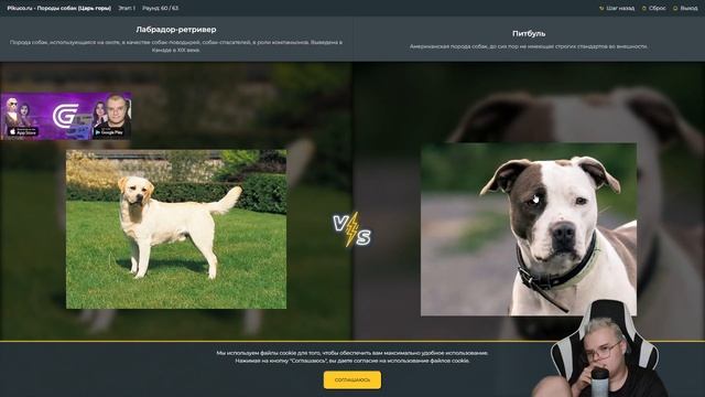 Адекватный стрим от Каши. Выбираем собаку. 27.10.2023. смотреть онлайн