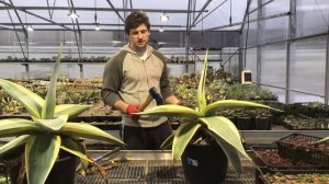 Мексиканский способ размножения Агав