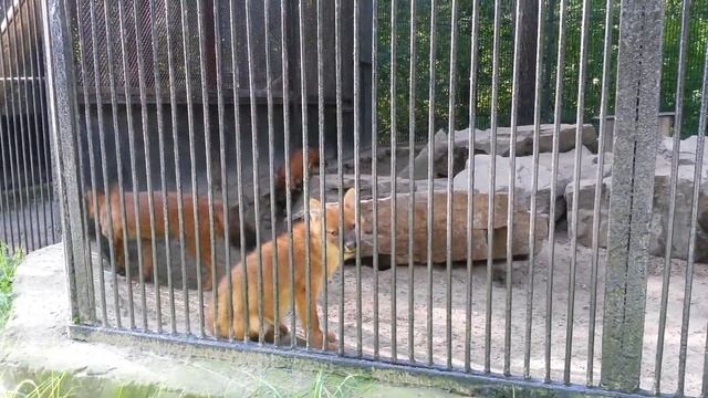 Красные волки | красный волчонок | продолжение смотреть онлайн