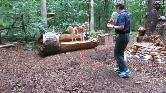 Quiz the saluki: IDPkA Intermediate: Send смотреть онлайн