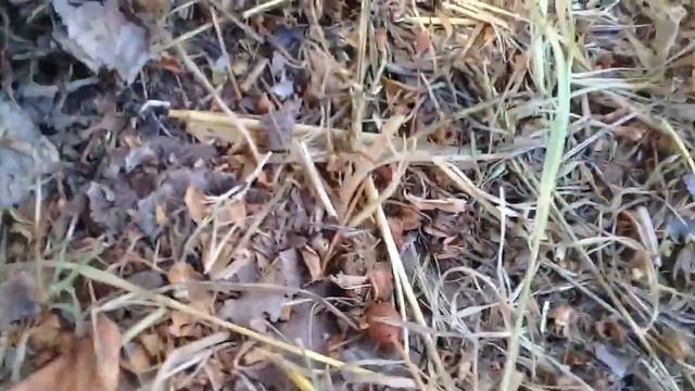 Кот поймал крысу! смотреть онлайн