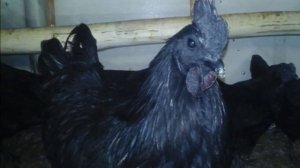 Разведение кур породы Ухейилюй как бизнес идея | Куры Ухейилюй