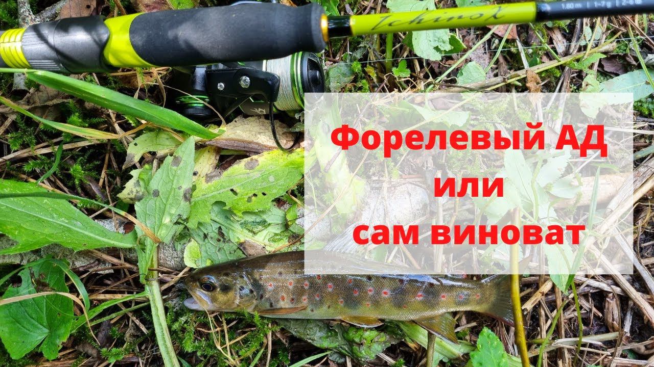 #31 #ультралайт Тест Maximus Ichiro X или форелевый АД смотреть онлайн