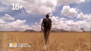 Анонсы, реклама, заставки и рубрика «Американская жесткошёрстная» (Animal Planet, 23.12.2018)