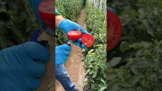 НАША МАМОЧКА СОЗРЕЛА смотреть онлайн