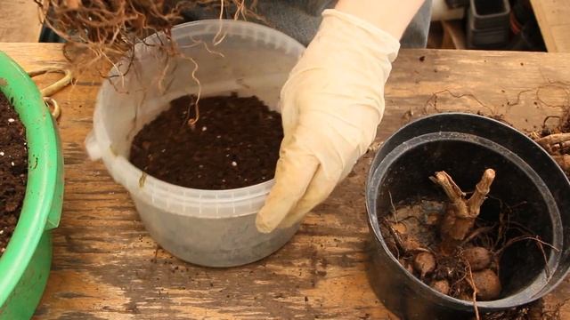 Делю клубни ГЕОРГИН-сорт Гэллери. Черенкую Вегетативный Георгин. Часть 2. смотреть онлайн