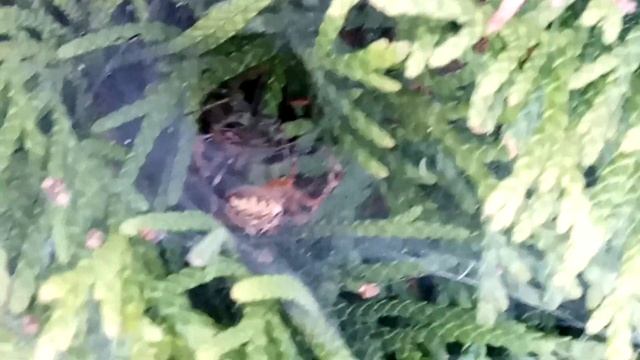 КРЕСТОВИК VS ВОРОНКОВЫЙ ПАУК смотреть онлайн