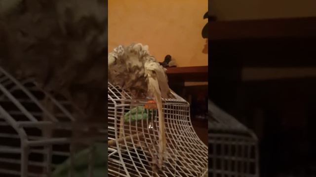 Корелла после купания смотреть онлайн