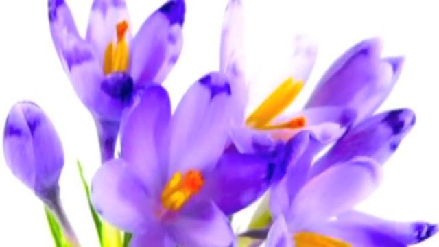 С Днем Рождения Поздравляю ! смотреть онлайн