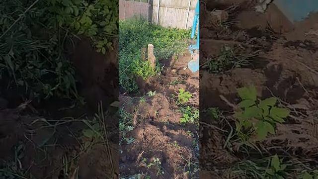 Kubota u15 против корня терновника смотреть онлайн