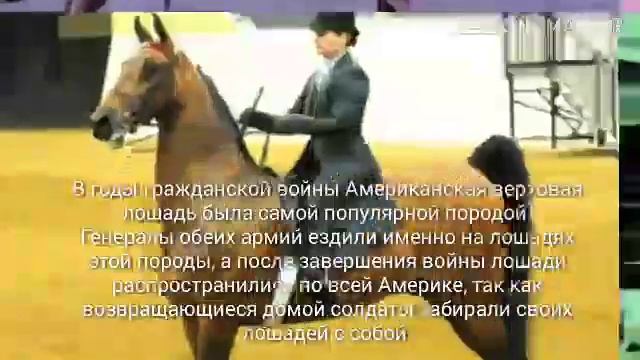Американская Верховая лошадь. Информация о породе лошади Американская верховая. смотреть онлайн