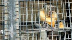 Обезьяна дрочит.