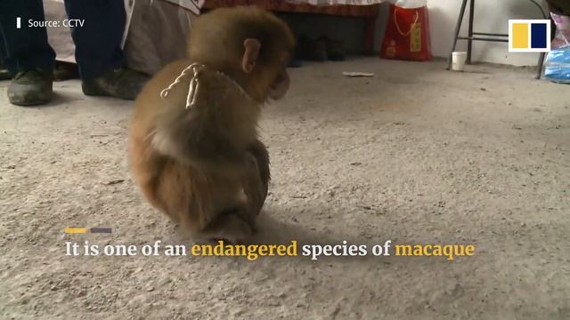 Villagers rescue endangered infant monkey in eastern China смотреть онлайн
