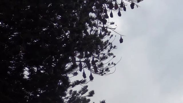 Летучие собаки спят (Шри-Ланка) смотреть онлайн