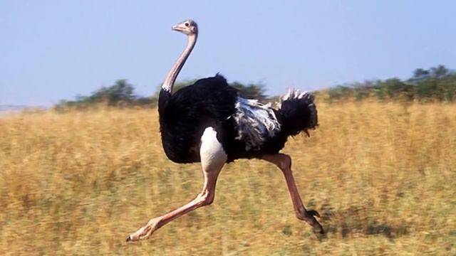 ТОП 15 интересные факты про животных Животные Домашние животные Жизнь животных А вы знали что смотреть онлайн