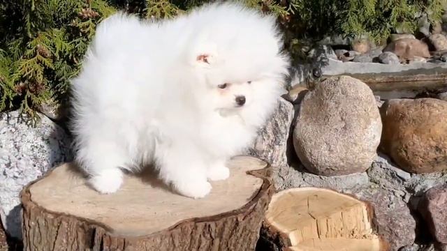 Щенок померанского шпица, девочка смотреть онлайн