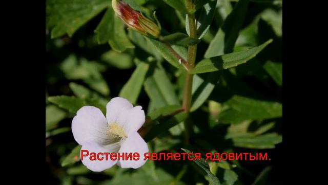 Авран лекарственный смотреть онлайн