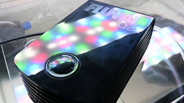 Как не перепутать сомика анциструса и парчового птеригоплихта смотреть онлайн