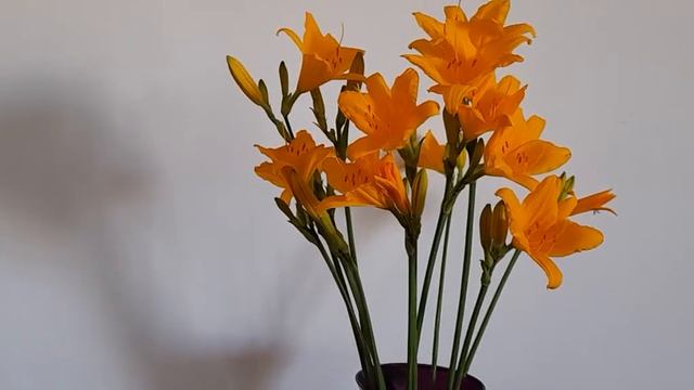 #лилейники #оранжевыйбукет / Оранжевый букет майских лилейников Миддендорфа смотреть онлайн