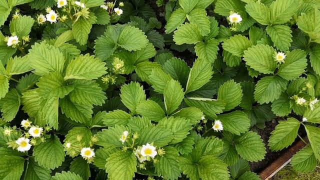 Бор для клубники. Супер результат! смотреть онлайн