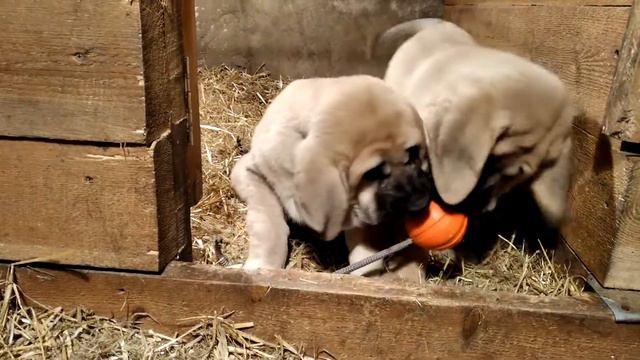 Щенки испанский мастиф, 2 месяца. ALTO LOGRO.