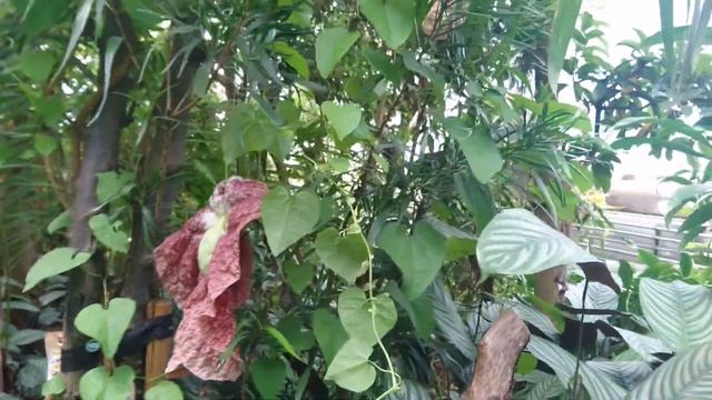 Кирказон гигантский (Aristolochia), ботанический сад г. Орхус, Дания смотреть онлайн