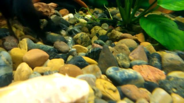 Мои звездчатые анциструсы L-181 смотреть онлайн