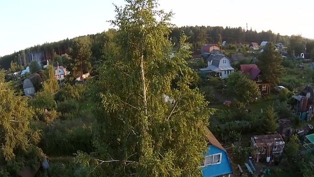 Её величество - Дачная берёза. Облёт березы.) смотреть онлайн