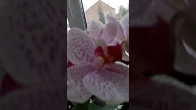 моя не большая коллекция орхидей смотреть онлайн