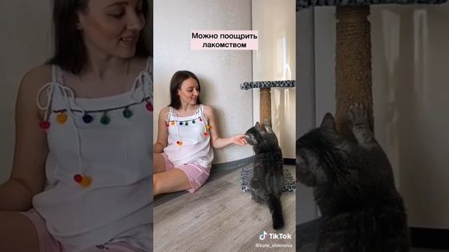 Как приучить Вашего кота к КОГТЕТОЧКЕ? ??♀️? смотреть онлайн