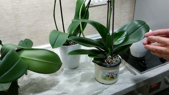 Organska prihrana orhideje pomocu pirinca смотреть онлайн