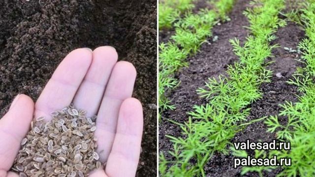 УКРОП ВЗОЙДЕТ ЩЕТКОЙ! Посейте так укроп под зиму, получите дружные всходы весной! смотреть онлайн