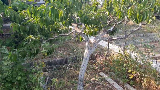 17 августа приехали на дачу. Обстановка в городе. смотреть онлайн