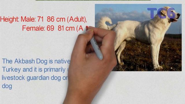 Top6 World's Largest Dog Breeds |These dogs are just amazing| you should know about смотреть онлайн