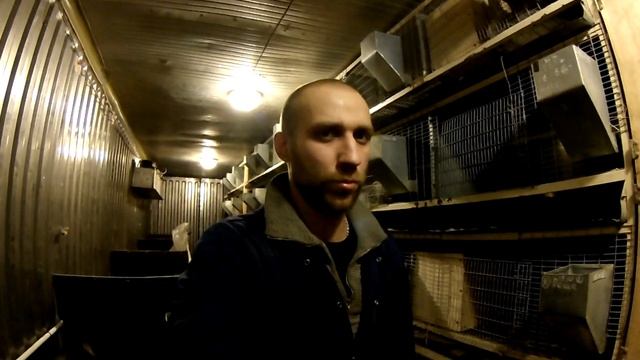 Кролики: Разница между Тосненским и Раменским комбикормом смотреть онлайн