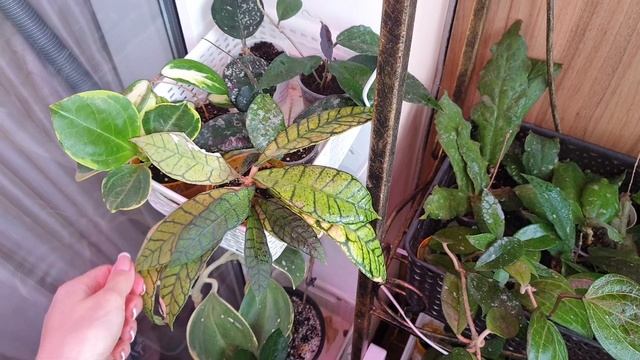 Мои хойи ( Hoya ) ? смотреть онлайн