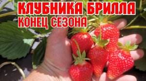 Клубника БРИЛЛА! Конец сезона 2021г!