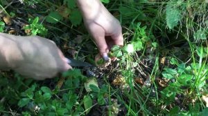 Как приготовить грузди на зиму, а также, где купить мицелий?