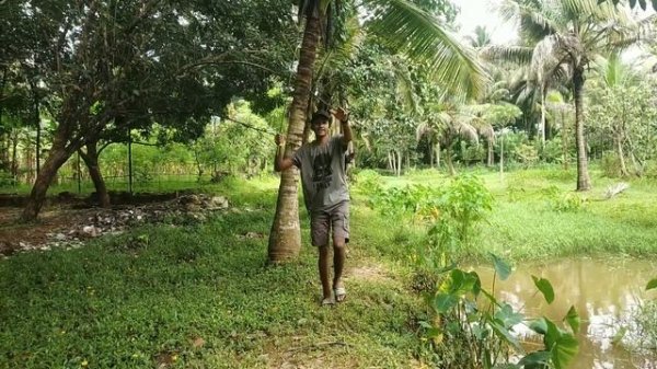 A family of Anabas... ?#anabas#fishhunting#traditionalfishing