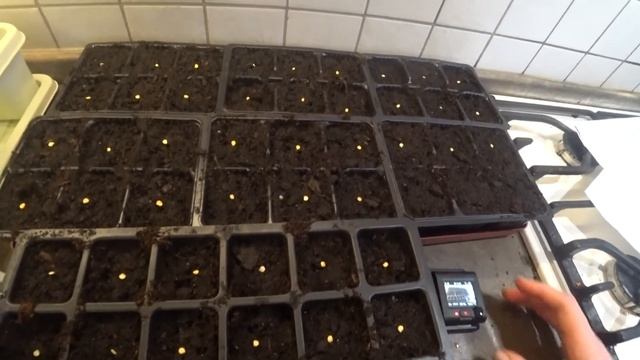 ?100% всхожесть при посадки перца на горячую землю.Теперь сею так все семена смотреть онлайн
