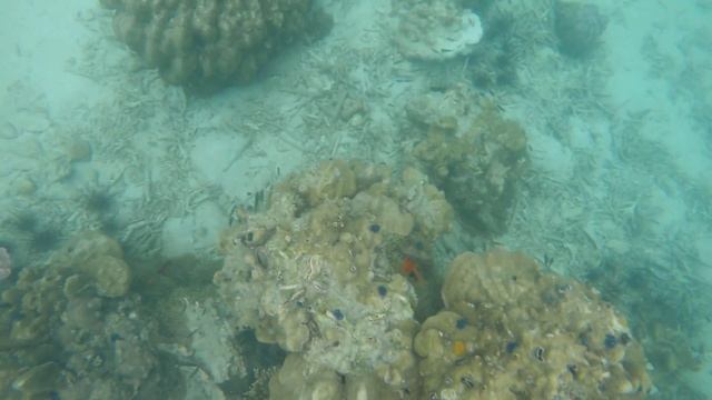 Shellfish - Life Under the Sea at lord heaven island by GoPro 4k смотреть онлайн