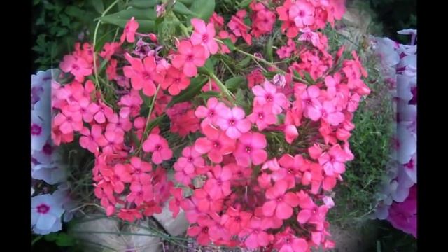 Флоксов яркое сияние. Цветы и вдохновение. Flowers and music. смотреть онлайн