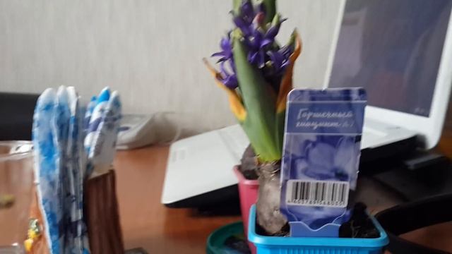 ГДЕ ОТДЫХАЕТ ЖОРЖА| КАК РАСТУТ ГИАЦИНТЫ, ПОМИДОРКИ ЧЕРРИ | Пермский Влог 169 смотреть онлайн