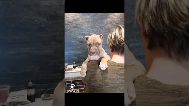 Питбуль, девочка уехала в Калугу. смотреть онлайн