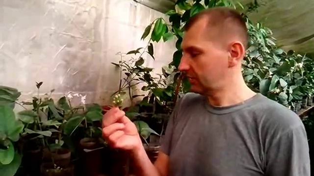 Цветение лимона смотреть онлайн
