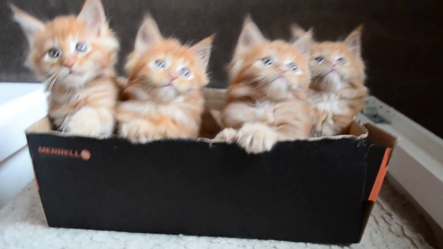 Котята .