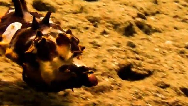 Пламенные Каракатицы оказались ядовитыми и опасными для человека! смотреть онлайн