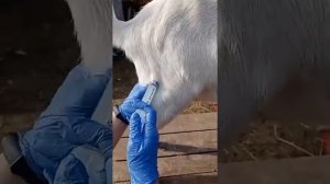 Видео от ветеринара. Куда ставить уколы козе. Ссылка на Инстаграм Вета в описании под роликом
