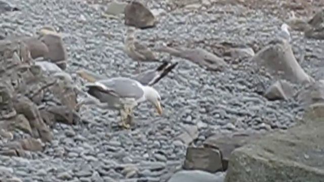 Чайки мяукают смотреть онлайн